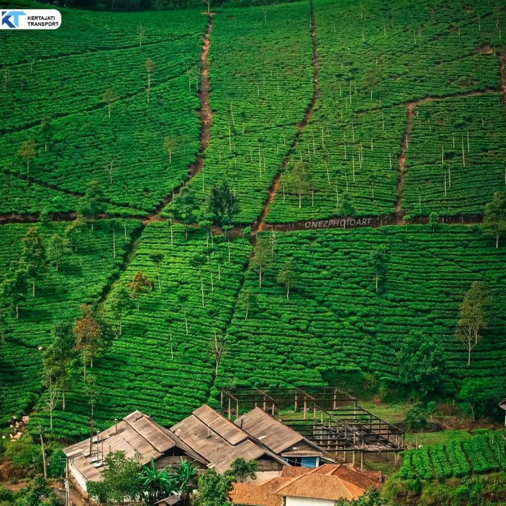 kebun teh cipasung